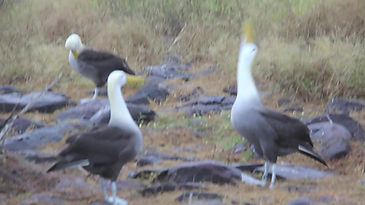 Waved Albatross Mating Dance Galapagos Islands